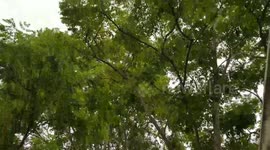Corpus Christi tropical storm Harvey wind