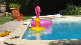 Inflatables in swimming pool