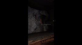Raccoons rescued from dumpster