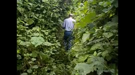 D. R. Congo. Virunga N. P. Gorilla trek. Bukima. 2016 (1) Entering the forest wit Jeff & Alexandra