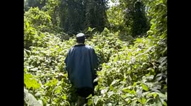 D. R. Congo. Virunga N. P. Gorilla trek. Bukima. 2016 (3) Selfie and following guide with machete