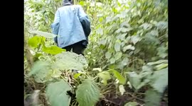 D. R. Congo. Virunga N. P. Gorilla trek. Bukima. 2016 (5) Guía cortando con machete