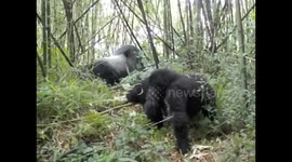 D. R. Congo. Virunga N. P. Gorilla trek. Bukima. 2016 (7) Silver back, female and baby sitting