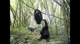 D. R. Congo. Virunga N. P. Gorilla trek. Bukima. 2016 (9) Baby hanging over mom