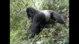 D. R. Congo. Virunga N. P. Gorilla trek. Bukima. 2016 (11) Silver back walking. Espalda plateada