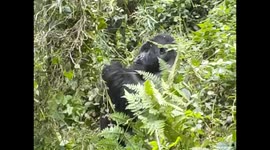 D. R. Congo. Virunga N. P. Gorilla trek. Bukima. 2016 (12) Silver Back eating. Espalda plateada comiendo