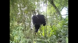 D. R. Congo. Virunga N. P. Gorilla trek. Bukima. 2016 (14) Baby climbing bamboo. 2016