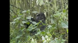 D. R. Congo. Virunga N. P. Gorilla trek. Bukima. 2016 (15) Silver back eating. Espalda plateada comiendo