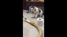 Kitten Scared Of Vacuum Cleaner