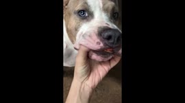 Dog owner asks bulldog to spit out prawn