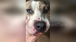 Bulldog caught stealing prawn has to spit it out