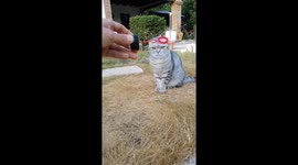 Cat and bubbles