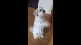 Cutest dog ever