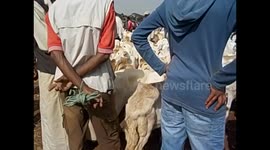 Eritrea. Asmara. Livestock market. Mercado de animales. Goats and cows. Cabras y vacas. 2016