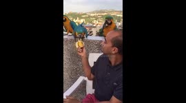Feeding wild macaws in Caracas