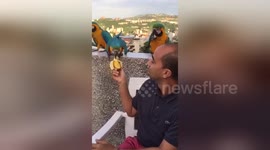 Newsflare Edit - Feeding wild macaws in Caracas