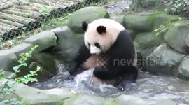 Giant panda Yuan Run cools off in pool