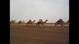 Ethiopia. Danakil Depression tour (3) Salt sellers. Camel caravan. 2016