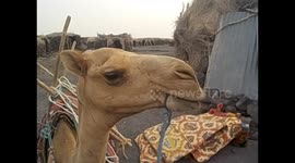 Ethiopia. Danakil Depression tour (20) Camel face and mouth. 2016
