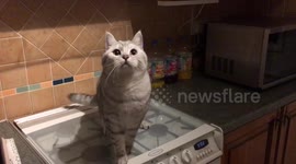 Adorable cats hunt fly in kitchen