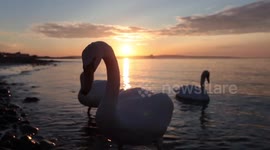 Calming Swan Sunrise