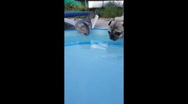 Pug Vs Cat