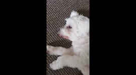 Dog sticking his tongue out