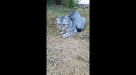 Cat catch