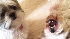 Funny Dog Keeps Slapping Her Sister
