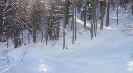 What happens when you snowboard close to the trees...
