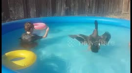 Pet duck gets overly excited about having a dip in the pool