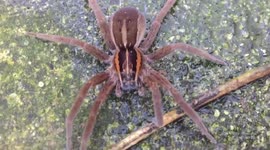 Man Vs Spider