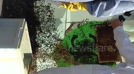 bee's attack topshop in Victoria