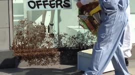 Beekeepers try to contain swarm at Topshop, Victoria