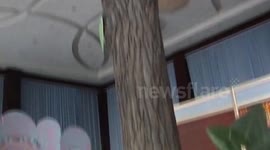 Restaurant Has Huge Trees Growing through It