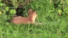 Fox Cubs playing in countryside South of England