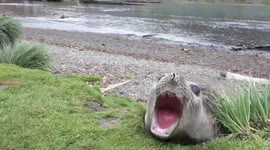Screaming seal