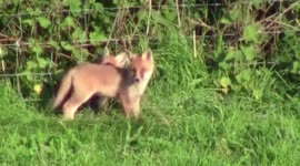Fox cubs enjoying the first glimpse of summer in England