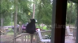 The Feeding Ritual of the Elusive Bearbird