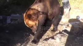 Drunk man feeds wild bear. Funny animals