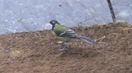 Nesting Time