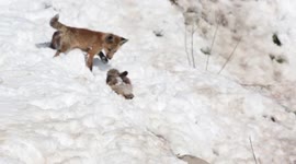 Kits Snow Play