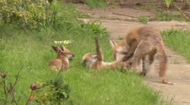 Urban Foxes in Harrow