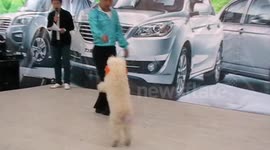 Dancing dog shows off routine with owner at Chinese auto show