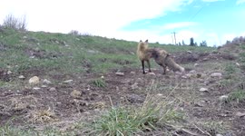 Early Kit Gets The Prey