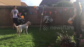 Labrador loves swingball