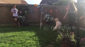 Swingball with labrador