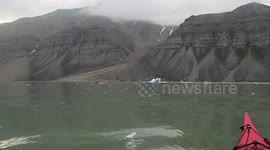 Kayakers meet beluga whales (white whales)