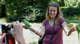 Hand feeding the wild parrots in Kensington Gardens