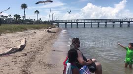 Sea gulls eating cracker off of man's head